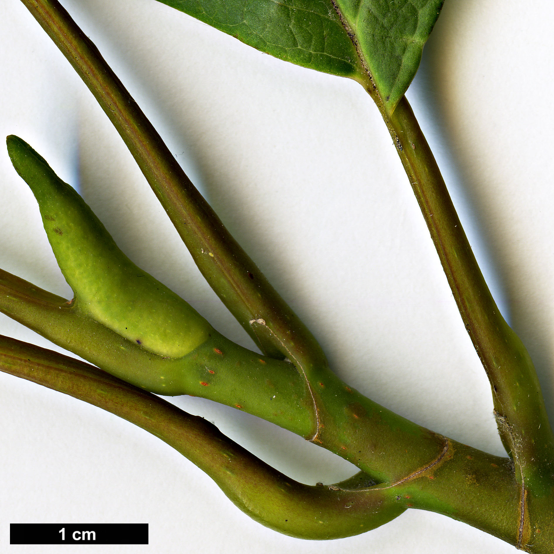 High resolution image: Family: Magnoliaceae - Genus: Magnolia - Taxon: sprengeri - SpeciesSub: var. sprengeri